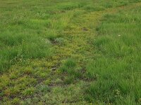 Carex demissa 34, Geelgroene zegge, Saxifraga-Hans Boll