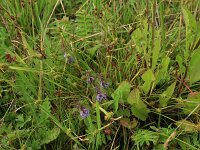 Carex demissa 35, Geelgroene zegge, Saxifraga-Hans Boll