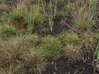 Carex demissa 38, Geelgroene zegge, Saxifraga-Hans Boll