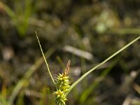 Carex demissa 39, Geelgroene zegge, Saxifraga-Willem van Kruijsbergen