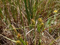 Carex demissa 4, Geelgroene zegge, Saxifraga-Ed Stikvoort : Halsters Laag s9900