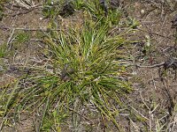 Carex demissa 40, Geelgroene zegge, Saxifraga-Peter Meininger