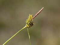 Carex demissa 41, Geelgroene zegge, Saxifraga-Peter Meininger