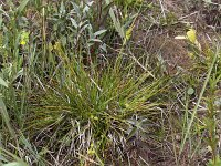 Carex demissa 42, Geelgroene zegge, Saxifraga-Peter Meininger