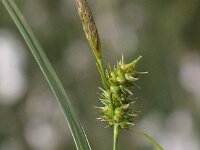 Carex demissa 43, Geelgroene zegge, Saxifraga-Peter Meininger