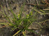 Carex demissa 44, Geelgroene zegge, Saxifraga-Peter Meininger