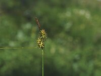 Carex demissa 45, Geelgroene zegge, Saxifraga-Marijke Verhagen