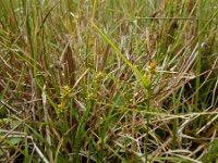 Carex demissa 5, Geelgroene zegge, Saxifraga-Ed Stikvoort : Halsters Laag s9900