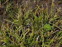 Carex demissa 6, Geelgroene zegge, Saxifraga-Ed Stikvoort : Halsters Laag A900