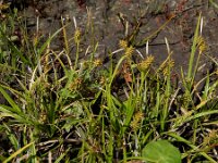 Carex demissa 7, Geelgroene zegge, Saxifraga-Ed Stikvoort : Halsters Laag A900