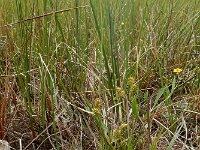 Carex demissa 8, Geelgroene zegge, Saxifraga-Ed Stikvoort : Halsters Laag s9900