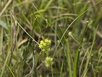 Carex demissa 9, Geelgroene zegge, Saxifraga-Willem van Kruijsbergen