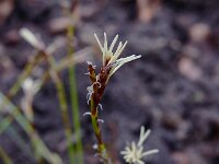 Carex digitata 10, Vingerzegge, Saxifraga-Ed Stikvoort : Consdorfer Millen - Scheidgen - Echternach s9900