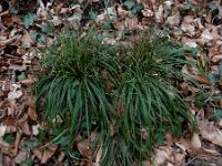 Carex digitata 11, Vingerzegge, Saxifraga-Ed Stikvoort : Consdorfer Millen - Scheidgen - Echternach