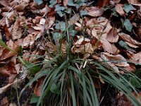 Carex digitata 12, Vingerzegge, Saxifraga-Ed Stikvoort : Consdorfer Millen - Scheidgen - Echternach