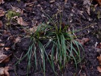 Carex digitata 13, Vingerzegge, Saxifraga-Ed Stikvoort : Consdorfer Millen - Scheidgen - Echternach s9900