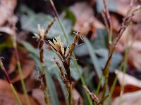 Carex digitata 14, Vingerzegge, Saxifraga-Ed Stikvoort : Consdorfer Millen - Scheidgen - Echternach s9900