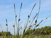 Carex distans 20, Zilte zegge, Saxifraga-Ed Stikvoort