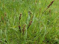 Carex disticha 10, Tweerijige zegge, Saxifraga-Ed Stikvoort : Harlekijn Schotsman s9900