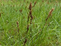 Carex disticha 11, Tweerijige zegge, Saxifraga-Ed Stikvoort : Harlekijn Schotsman s9900