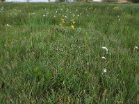 Carex disticha 15, Tweerijige zegge, Saxifraga-Hans Boll