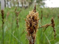 Carex disticha 8, Tweerijige zegge, Saxifraga-Ed Stikvoort : Harlekijn Schotsman s9900