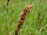Carex disticha 9, Tweerijige zegge, Saxifraga-Ed Stikvoort : Harlekijn Schotsman s9900
