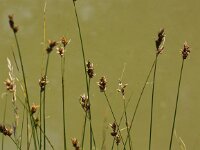 Carex divisa 11, Kustzegge, Saxifraga-Peter Meininger