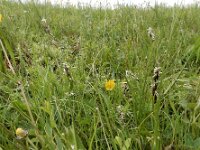 Carex divisa 13, Kustzegge, Saxifraga-Ed Stikvoort