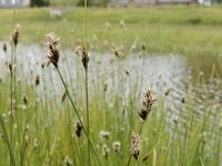 Carex divisa 15, Kustzegge, Saxifraga-Ed Stikvoort