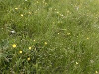 Carex divisa 16, Kustzegge, Saxifraga-Ed Stikvoort