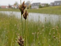 Carex divisa 18, Kustzegge, Saxifraga-Ed Stikvoort