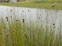 Carex divisa 20, Kustzegge, Saxifraga-Ed Stikvoort