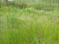 Carex divisa 3, Kustzegge, Saxifraga-Rutger Barendse