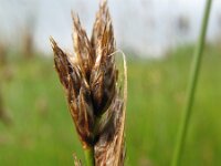 Carex divisa 4, Kustzegge, Saxifraga-Rutger Barendse