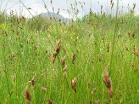 Carex divisa 5, Kustzegge, Saxifraga-Rutger Barendse