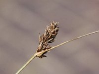 Carex divisa 6, Kustzegge, Saxifraga-Peter Meininger