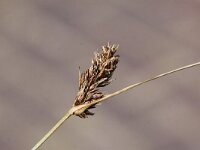Carex divisa 6, Kustzegge, Saxifraga-Peter Meininger