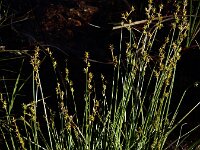 Carex echinata 13, Sterzegge, Saxifraga-Ed Stikvoort