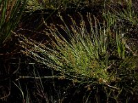 Carex echinata 16, Sterzegge, Saxifraga-Ed Stikvoort