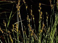 Carex echinata 18, Sterzegge, Saxifraga-Ed Stikvoort