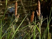 Carex elata 28, Stijve zegge, Saxifraga-Ed Stikvoort