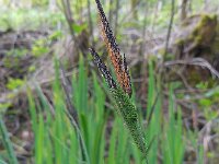 Carex elata 32, Stijve zegge, Saxifraga-Ed Stikvoort