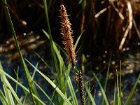 Carex elata 37, Stijve zegge, Saxifraga-Ed Stikvoort
