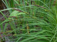 Carex elata 9, Stijve zegge, Saxifraga-Ed Stikvoort