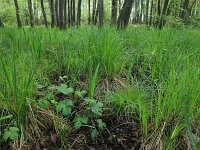 Carex elongata 4, Elzenzegge, Saxifraga-Hans Boll