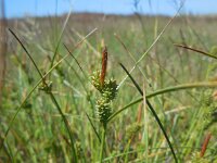 Carex extensa 15, Kwelderzegge, Saxifraga-Ed Stikvoort