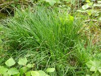 Carex flacca 17, Zeegroene zegge, Saxifraga-Rutger Barendse