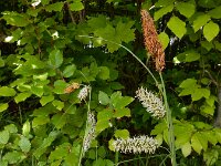 Carex flacca 20, Zeegroene zegge, Saxifraga-Ed Stikvoort