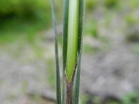 Carex flacca 22, Zeegroene zegge, Saxifraga-Rutger Barendse